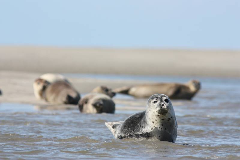 Strandurlaub Callantsoog LekkerNaarZee